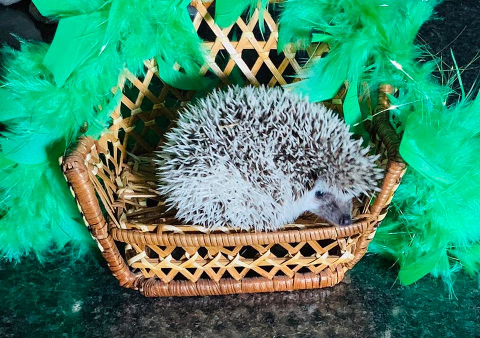 quilliam