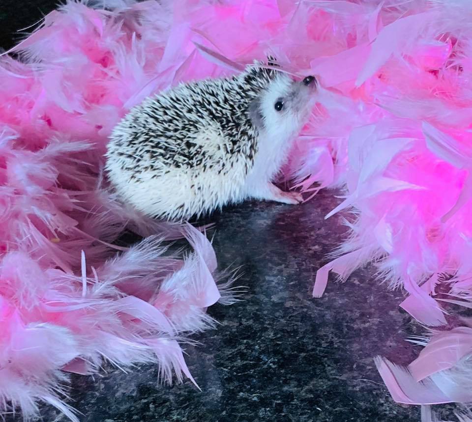 quinn