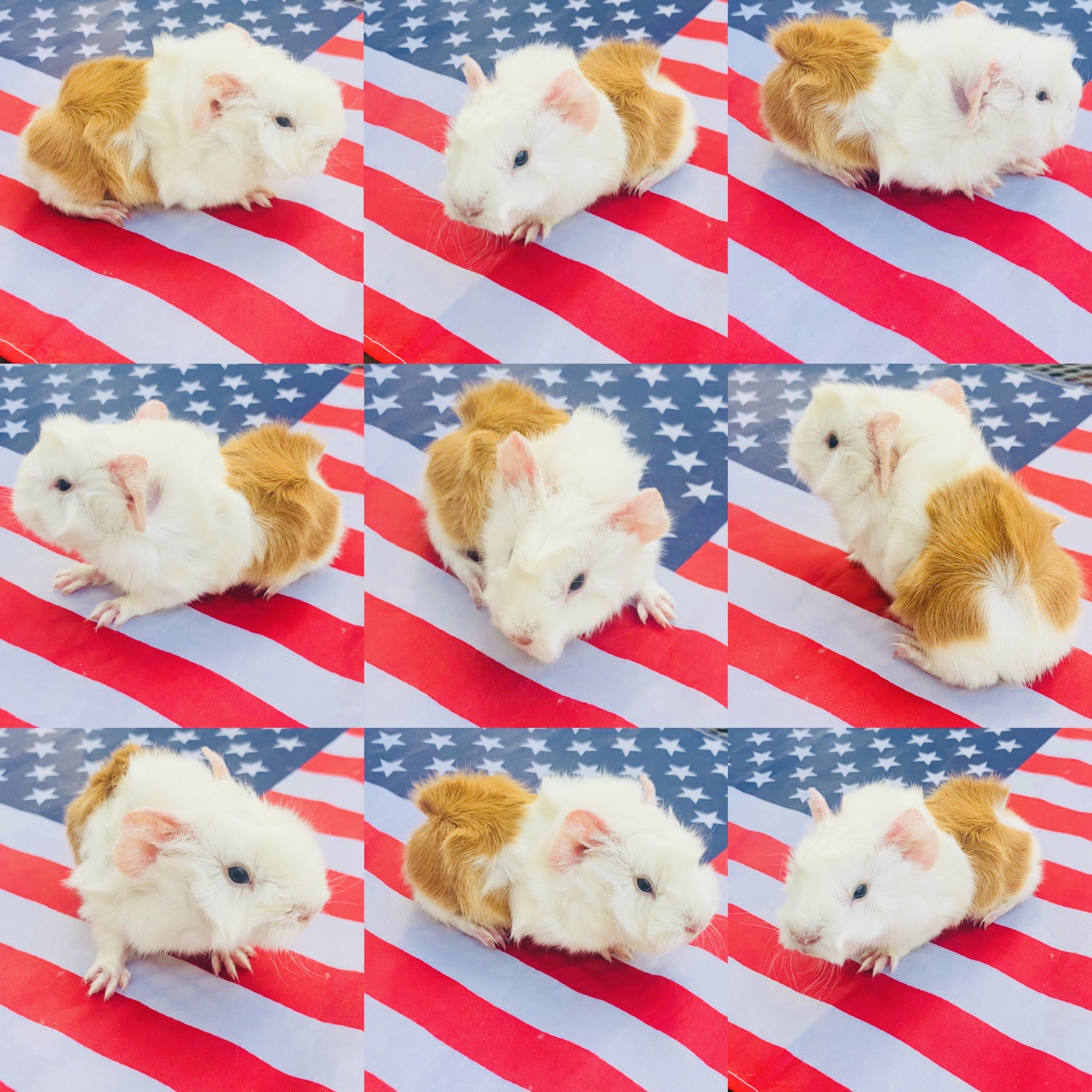 190BC7D3-85F8-425C-A577-52E5D9747BE8